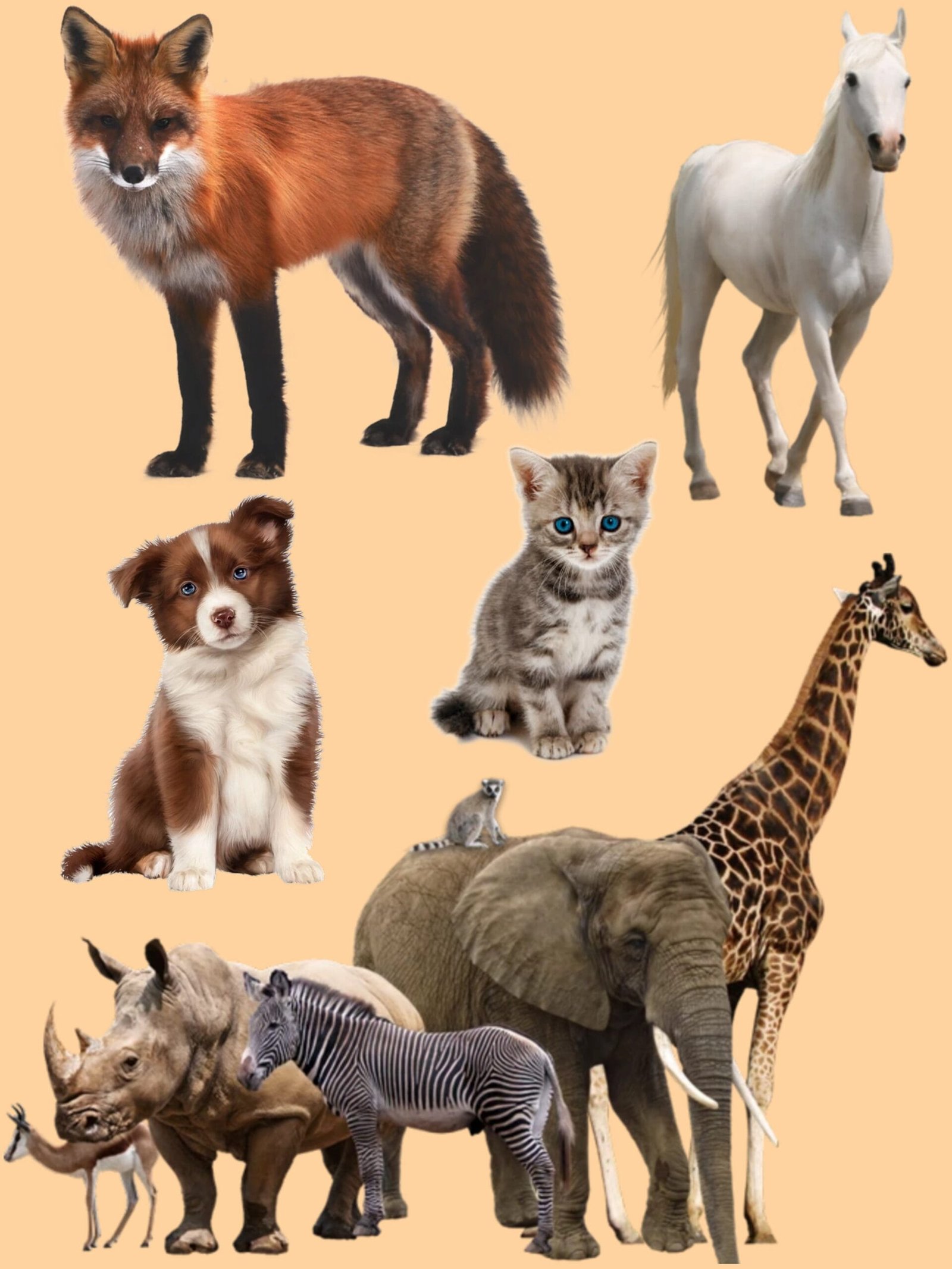 Animal png