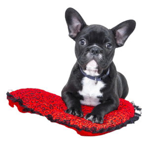 black dog png, free download, transparent images - Black Dog PNG Image