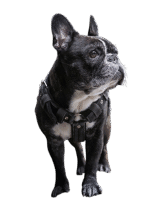 black dog PNG clipart, high-quality transparent image, black dog PNG - Black dog PNG clipart