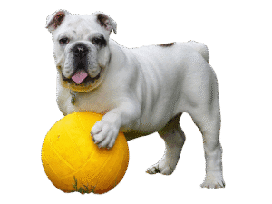 Dog PNG, dog PNG image, transparent dog image, free dog PNG download, cute dog clipart