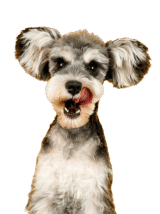 Dog transparent background image