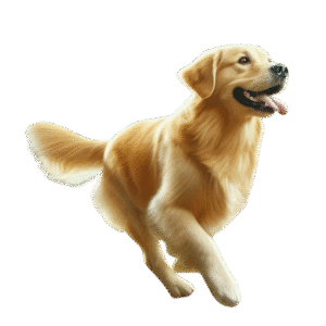 Download Dog PNG clipart