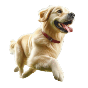 dog clipart png, dog png images, transparent dog clipart - Dog PNG Image