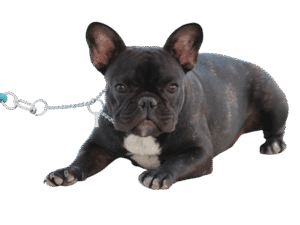Download Dog PNG free