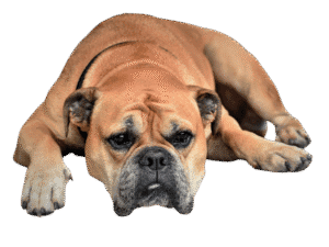 dog PNG image free download - Dog PNG Free Image