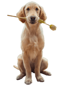 dog PNG free, transparent dog images, PNG dog breeds - Dog PNG Free