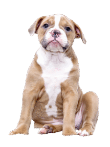 dog PNG free download, high-quality dog images, transparent dog PNG - Dog PNG Free Download