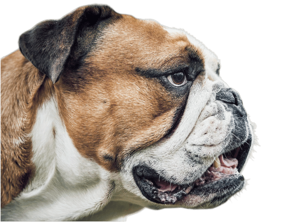 Cute Dog PNG Image for Free Download