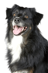 dog png transparent free download - Dog PNG Transparent Free