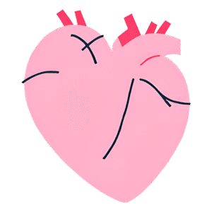 Flat pink human heart PNG clipart with transparent background