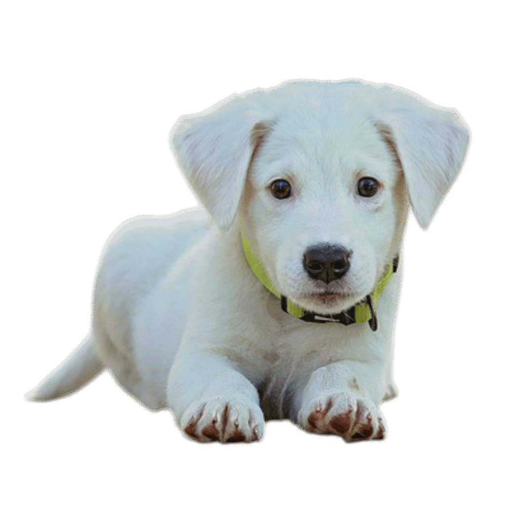 White Cute Dog PNG